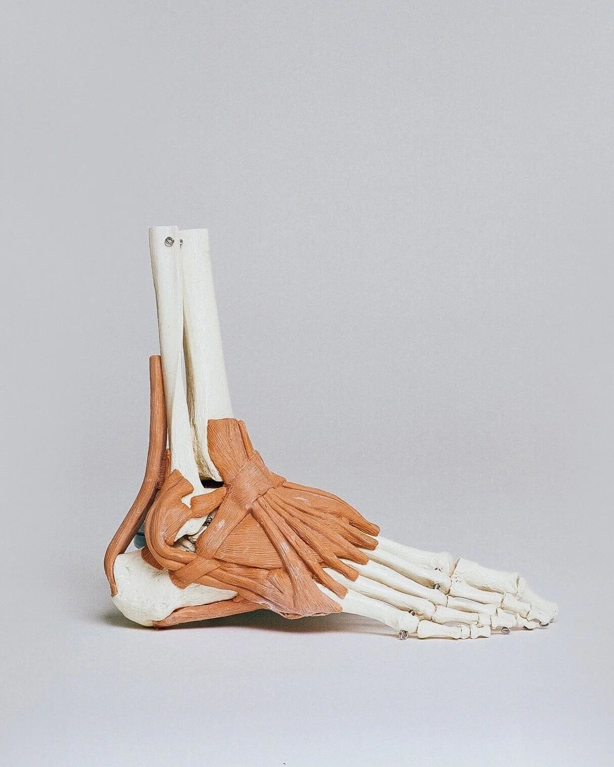 Anatomical model representing pain and recovery treatment